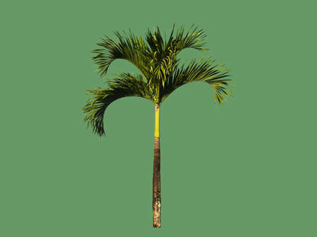 Isolated black palm or normanbya normanbyi tree with clipping paths.