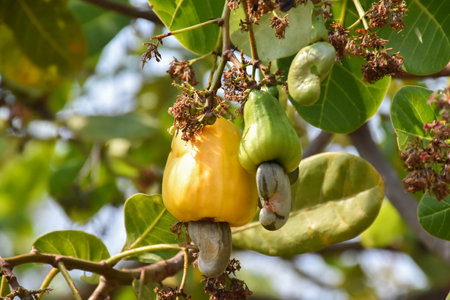 A bunch of cashew apples hanging on its tree, natural blurred background.の写真素材