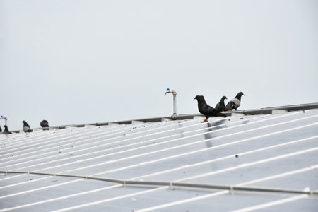 A group of pigeons on the solar roof, they made dirtyness and pooping on the surface of the solar roof.の写真素材