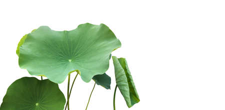 Isolated waterlily leaf with clipping paths.