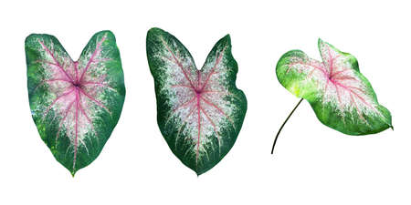 Isolated heart of jesus or caladium bicolor leaf with clipping paths.の写真素材