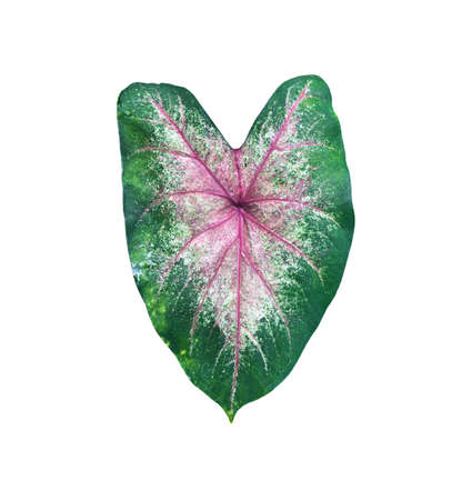 Isolated heart of jesus or caladium bicolor leaf with clipping paths.の写真素材