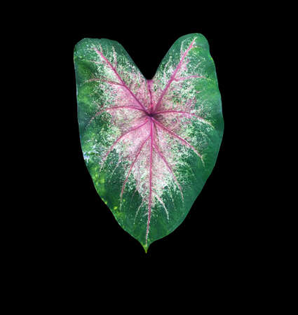 Isolated heart of jesus or caladium bicolor leaf with clipping paths.の写真素材