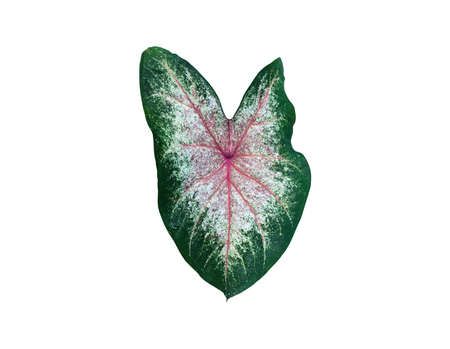 Isolated heart of jesus or caladium bicolor leaf with clipping paths.の写真素材