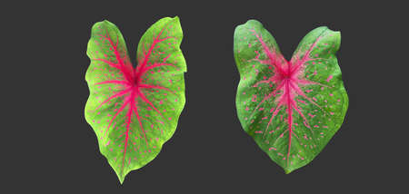 Isolated heart of Jesus leaf or caladium bicolor leaf with clipping paths.