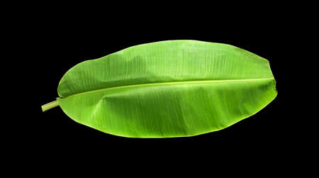 Isolated a young banana leaf with clipping paths.の写真素材