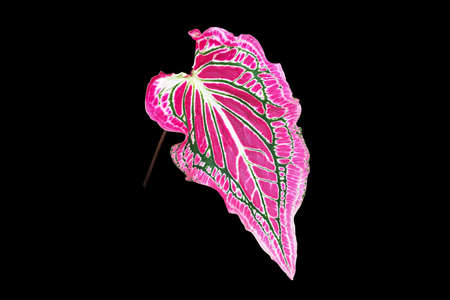 Isolated heart of Jesus leaf or caladium bicolor leaf with clipping paths.の写真素材
