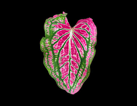 Isolated heart of Jesus leaf or caladium bicolor leaf with clipping paths.の写真素材