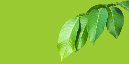 Green leaves of  Queen Crepe Myrtle isolated on white background, clipping paths.の写真素材