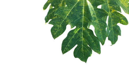 Isolated green papaya leaf with clipping paths.の写真素材