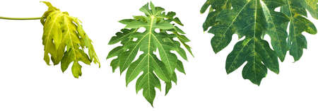 Isolated green papaya leaf with clipping paths.の写真素材