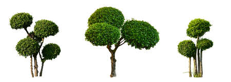 Isolated bullet wood trees and streblus asper trees