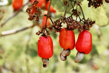 A bunch of cashew apples which are fresh, raw, ripe and ready to harvest. Soft focus.の写真素材