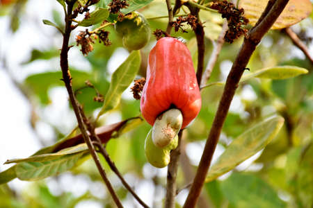 A bunch of cashew apples which are fresh, raw, ripe and ready to harvest. Soft focus.の写真素材