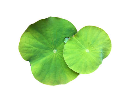 Isolated a single lotus leaf with clipping paths.の写真素材