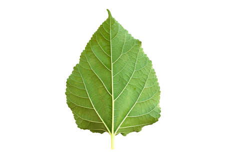 Isolated front and back mulberry leaf with clipping paths.