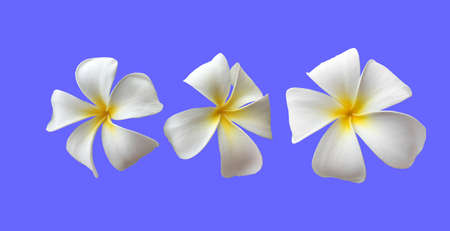 Isolated white plumeria flower with clipping paths.の写真素材