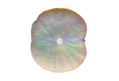 Isolated a young single lotus leaf and plant with clipping paths.の写真素材