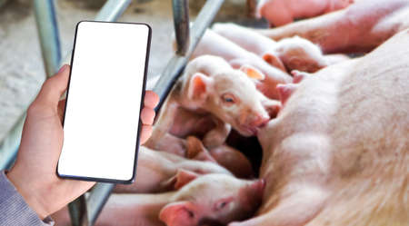 Blank touchscreen mobilephone holding in hand with blurred piglets which are drinking milk from their mother background. Mock up, copyspace, domestic animal price and technology concept.の写真素材
