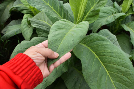 Young tobacco leaf in hand of farm owner while checking the quality of tobacco leaf before harvesting.の写真素材