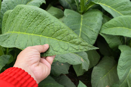 Young tobacco leaf in hand of farm owner while checking the quality of tobacco leaf before harvesting.の写真素材