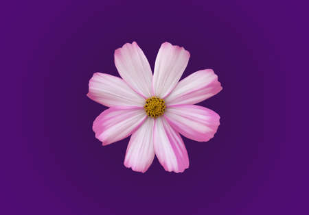 Isolated pink and white cosmos flower with clipping paths.の写真素材