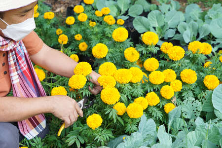 Asian middle aged male is looking after the american marigold pots in the backyard of his house, free times and hobby activity concept.の写真素材