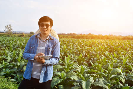 Asian horticulture geneticist is working on local tobacco farm to store data of planting, cultivar...