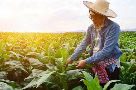Asian horticulture geneticist is working on local tobacco farm to store data of planting, cultivar development and plant diseases in the afternoon, soft and selective focus.の写真素材
