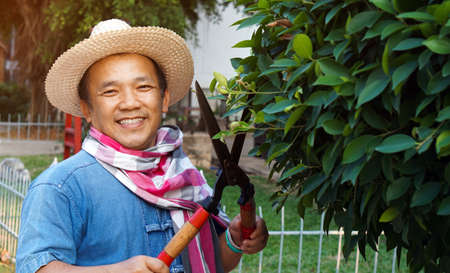 Asian middle aged man is using pruning shears to cut and look after the bush and ficus tree in his...