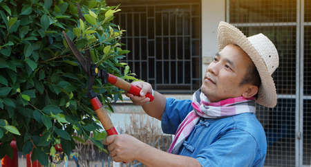 Asian middle aged man is using pruning shears to cut and look after the bush and ficus tree in his...