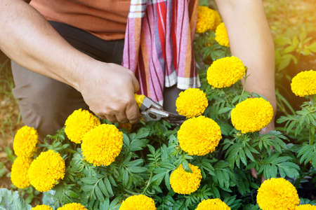 Asian middle aged man is relaxing with his free time by looking after flowers, caring of his growing plants near the vegetable beds in the backyard of his house. Soft and selective focus.の写真素材