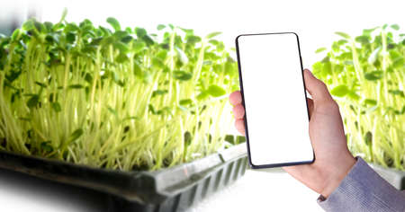 Blank touch screen mobile phone holding in hand with blurred sunflower sprout background, concept for using smartphone to store, research and to take a photo of plant growing at home in daily life.の写真素材