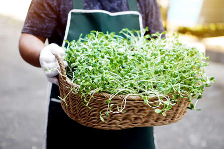 Asian middle-aged man wearing an apron holds a basket of sunflower sprout, soft and selective focus on sunflower sprout.の写真素材