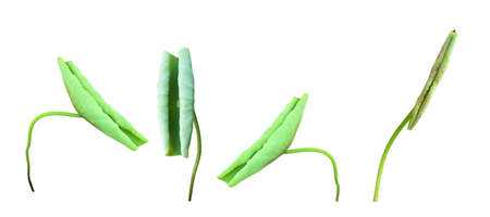 isolated young Nelumbo waterlily leaf or Nelumbo lotus leaf with clipping paths.