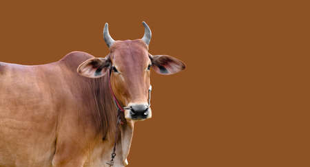 isolated asian male cow head and body, clipping paths.の写真素材