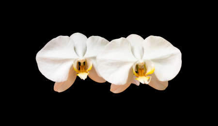 isolated vanda orchid flowers with clipping paths.の写真素材
