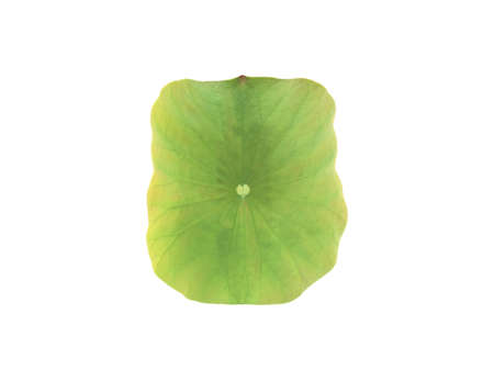 Isolated waterlily or lotus leaf with clipping paths.の写真素材
