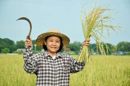 Portrait of an elderly Asian woman holding a bouquet of riceear and harvest sickle near rice paddy...