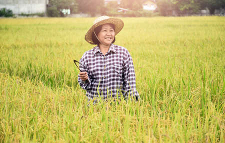 Portrait of an elderly Asian woman holding a bouquet of riceear and harvest sickle near rice paddy field which is ready for harvest.の写真素材