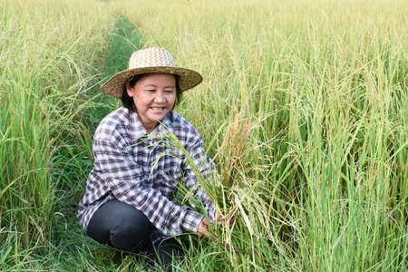 Portrait of asian elderly senior female farmer holds sickle, sits in the middle rice paddy field and harvesting, soft and selective focus.の写真素材