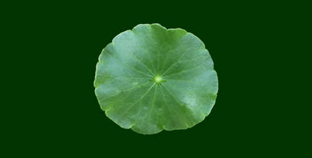 Isolated gotu kola, asiatic pennywort, centella asiatica, ayurveda leaf with clipping paths.