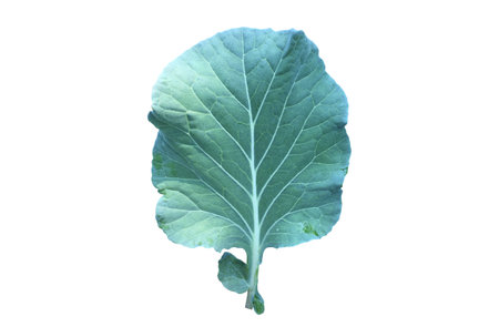 Isolated cauliflower leaf with clipping paths.の写真素材