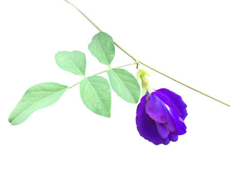Isolated purple butterfly pea flower blooming on vine and leaf with clipping paths.の写真素材