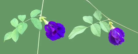 Isolated purple butterfly pea flower blooming on vine and leaf with clipping paths.の写真素材