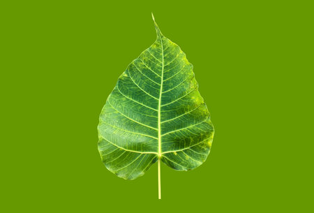 Isolated ficus religiosa leaf with paths.の写真素材