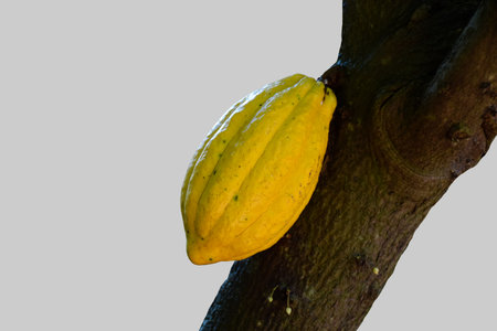 Ripe cocoa fruits on cocoa's tree which are nearly to be harvesting, soft and selective focus.の写真素材