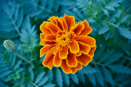 Closeup view marigold flower head blooming.