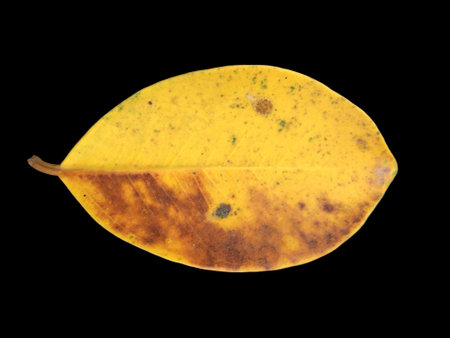Yellow ficus benjamina leaf on a black background. Close-up. Studio photography.