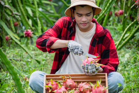 Asian farmer is harvesting dragon fruit in the organic farm, Thailand.の写真素材